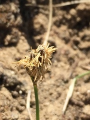 Carex duriuscula