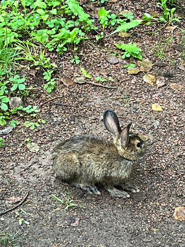 Snowshoe Hare