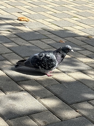 Rock Pigeon