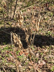 Astragalus americanus