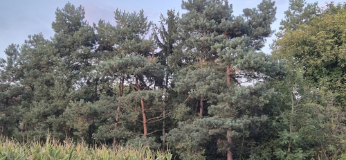 Scots pine
