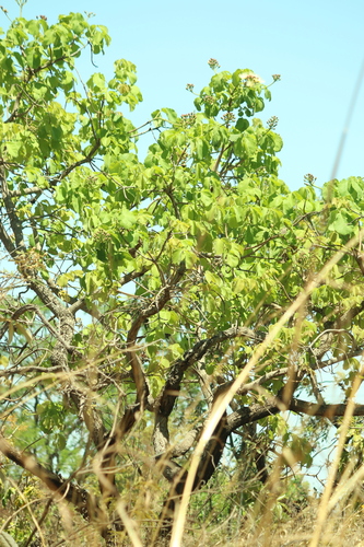 Caryocar brasiliense, photograph 2