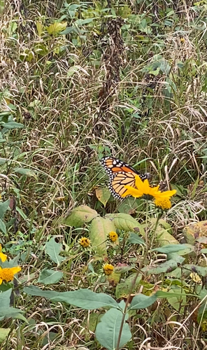 Monarch