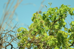 Caryocar brasiliense, photograph (c) Wallace Carneiro Almeida, some rights reserved (CC BY-SA)