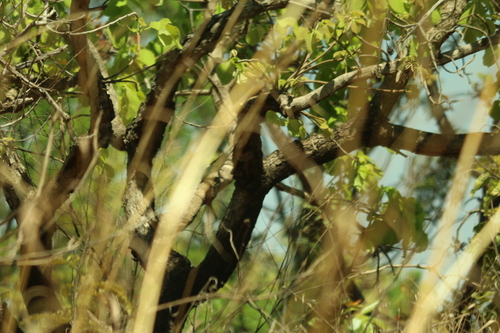 Caryocar brasiliense, photograph 1