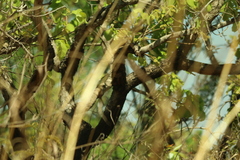 Caryocar brasiliense, photograph (c) Wallace Carneiro Almeida, some rights reserved (CC BY-SA)