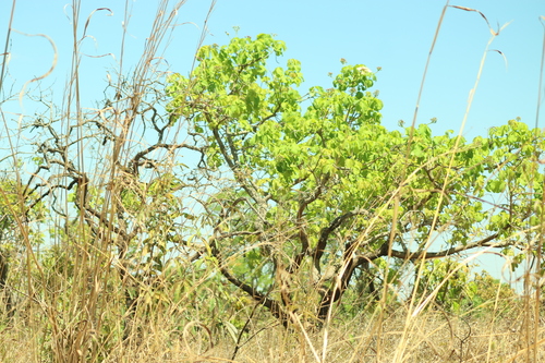 Caryocar brasiliense, photograph 5