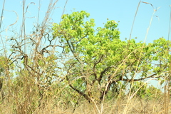 Caryocar brasiliense, photograph (c) Wallace Carneiro Almeida, some rights reserved (CC BY-SA)
