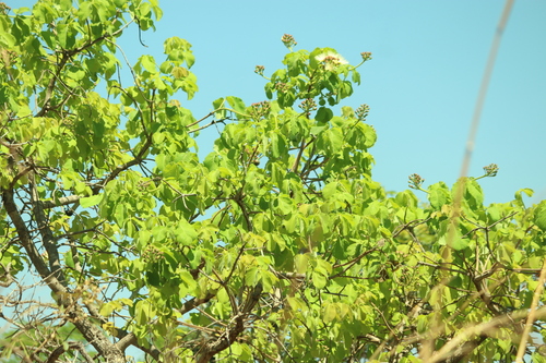 Caryocar brasiliense, photograph 6