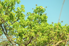 Caryocar brasiliense, photograph (c) Wallace Carneiro Almeida, some rights reserved (CC BY-SA)