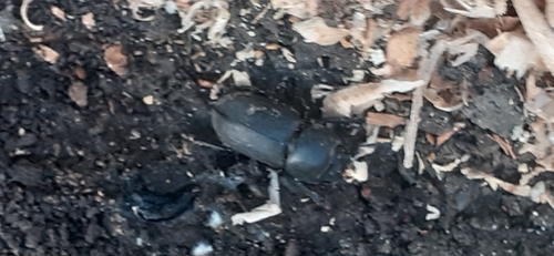 Lesser Stag Beetle