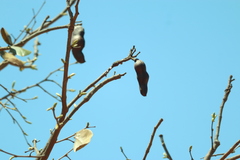 Hymenaea stigonocarpa