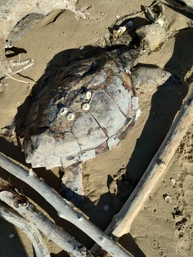 Loggerhead Sea Turtle