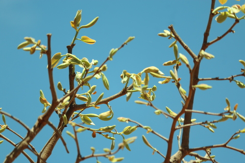 Hymenaea stigonocarpa, photograph 1