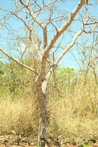 Hymenaea stigonocarpa, photograph 2
