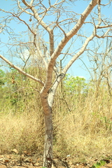 Hymenaea stigonocarpa, photograph (c) Wallace Carneiro Almeida, some rights reserved (CC BY-SA)