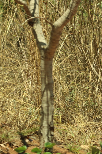 Hymenaea stigonocarpa, photograph 3