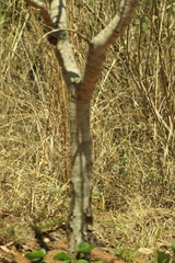 Hymenaea stigonocarpa, photograph (c) Wallace Carneiro Almeida, some rights reserved (CC BY-SA)
