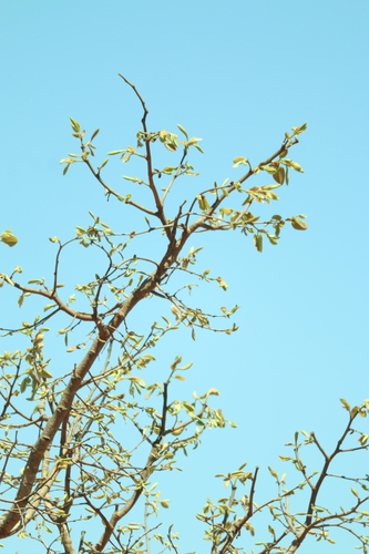 Hymenaea stigonocarpa, photograph 4