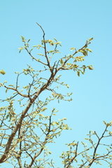 Hymenaea stigonocarpa, photograph (c) Wallace Carneiro Almeida, some rights reserved (CC BY-SA)