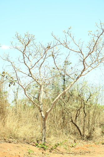 Hymenaea stigonocarpa, photograph 5
