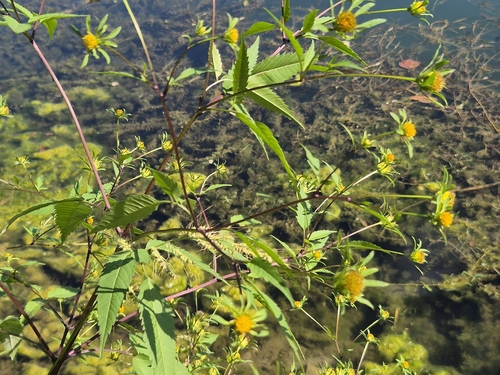 Devil's Beggarticks