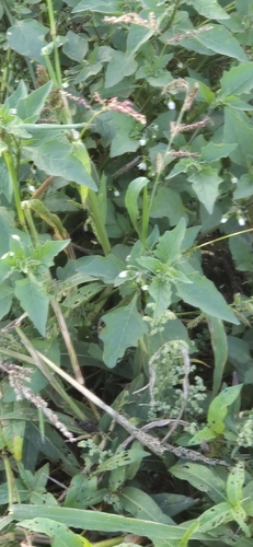 black nightshade