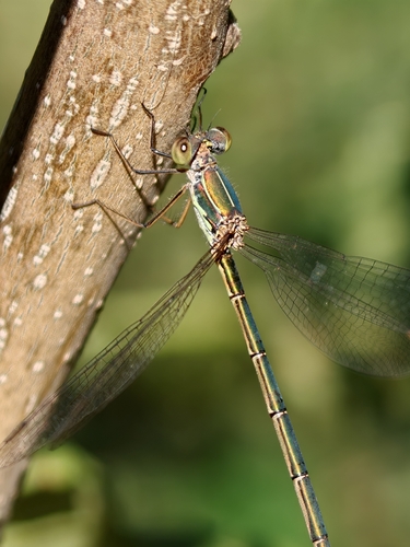 Eastern Willow Spreadwing