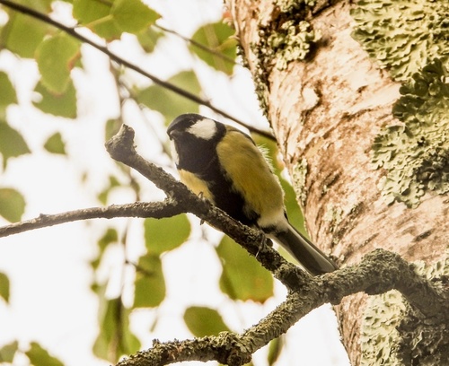 Great Tit