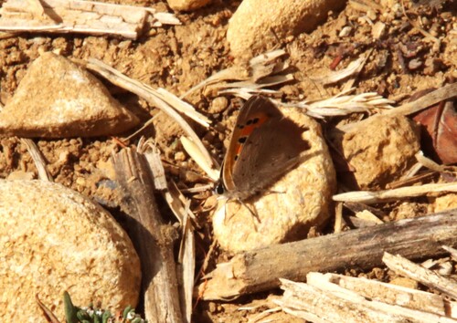 Small Copper