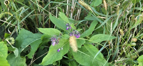 common comfrey