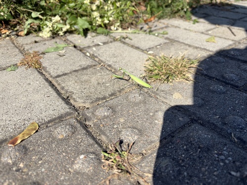 European Mantis