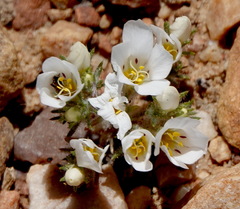 Linanthus killipii