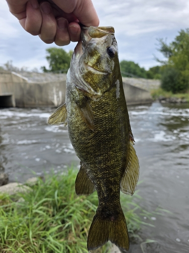 Smallmouth Bass