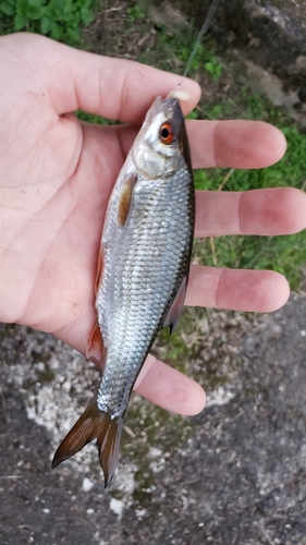 Common Roach
