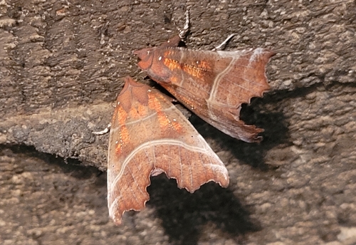 Herald Moth