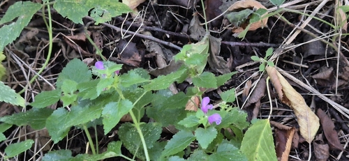 Spotted deadnettle