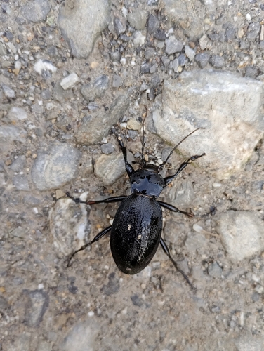 Leather Beetle