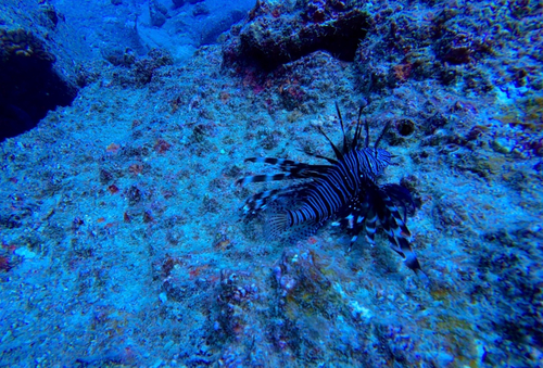 Indian Lionfish