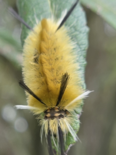 Banded Tussock Moth