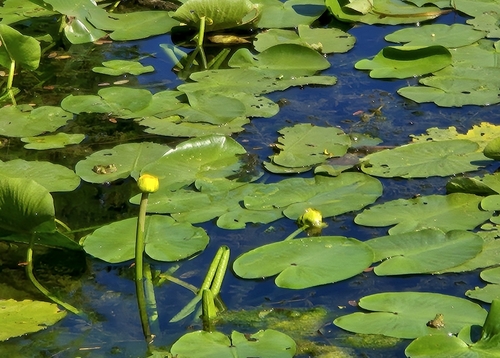 yellow water-lily