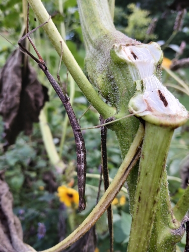 Northern Walkingstick