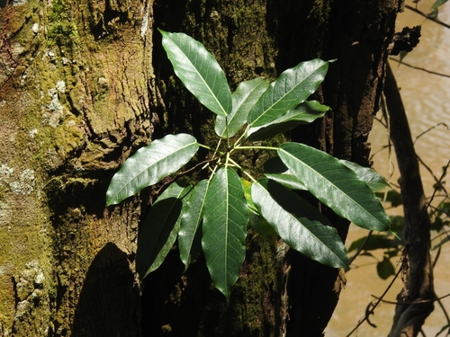Ficus tsjakela observed 2026-09-16