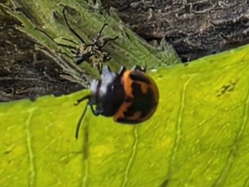 Swamp Milkweed Leaf Beetle