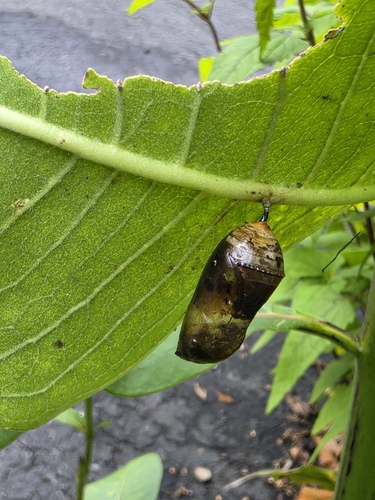Monarch