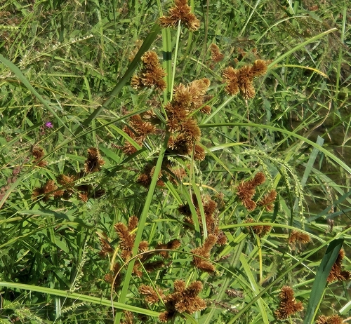 clustered flatsedge