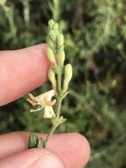 Lonicera subspicata subspicata