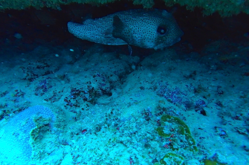 Spotted Porcupinefish