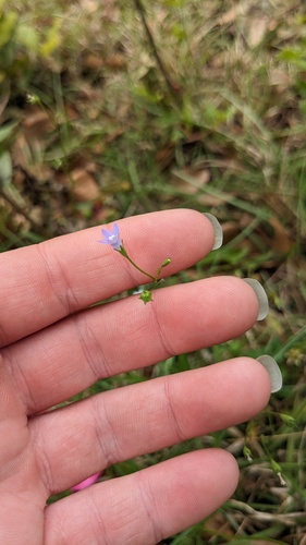 Wahlenbergia marginata, photograph 3