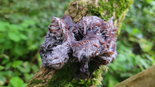Jelly Ear